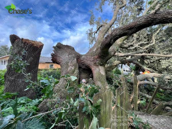 Tree removal in SLidell