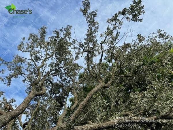 Tree service in Bayou liberty