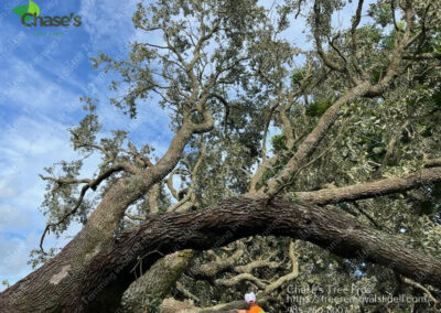 Tree removal in Slidell