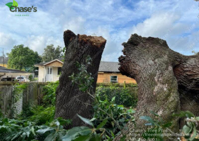 tree removal in Slidell