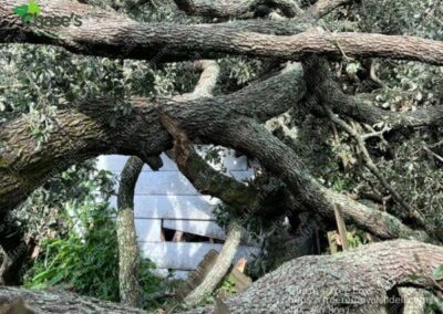Emergency tree removal in Slidell